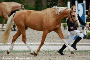 horse_terezka-big.jpg