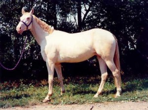 horse_novela-big.jpg