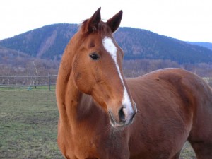 horse_poesie-_3big.jpg