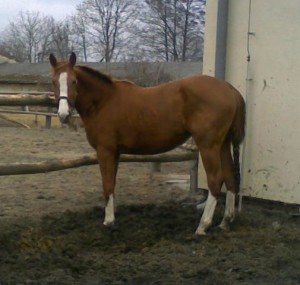 horse_wiktoria-big.jpg