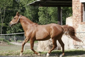 horse_anna_kinsk-_2big.jpg