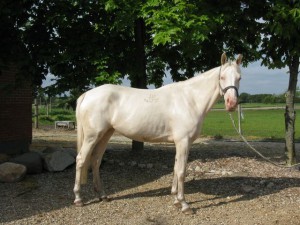 horse_hana_kinska-big.jpg