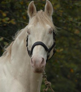 horse_baron-big.jpg