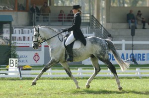 horse_belfast_vasury-big.jpg