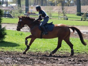 horse_vinnie-_3big.jpg
