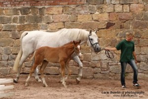 horse_leis-big.jpg