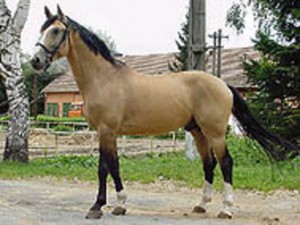 horse_robinson_kubita-big.jpg