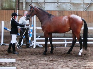 horse_last-big.jpg