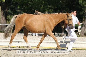 horse_tosca-_3big.jpg