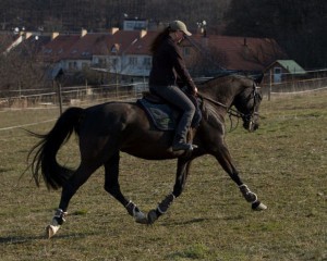 horse_calette_de_la_bryere-big.jpg