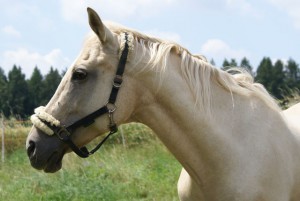 horse_hera-_2big.jpg