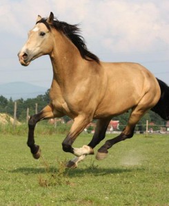 horse_gven-_3big.jpg