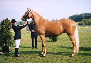 horse_sofi-big.jpg