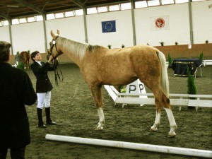 horse_paloma-big.jpg