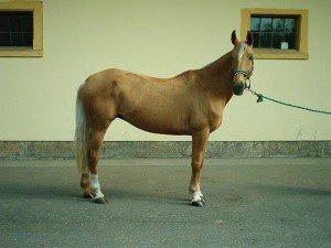 horse_268ita_kinsk-big.jpg