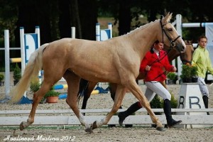 horse_ornela_k-_3big.jpg