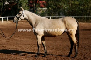horse_lady_jane_kinsk-big.jpg