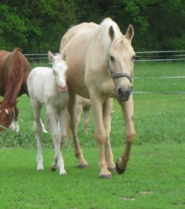 horse_jana-big.jpg