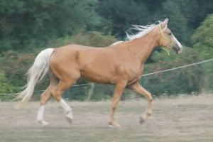 horse_amanda-_3big.jpg