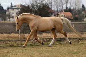horse_mistral-big.jpg
