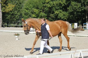horse_aja-big.jpg