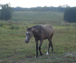 horse_aprille_zdelovsk-big.jpg