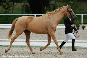 horse_atlanta_kinsk-_2big.jpg