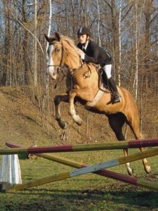 horse_clea-big.jpg