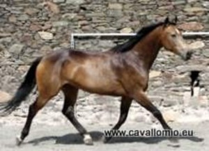horse_garonetta-big.jpg