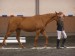 Horse_Nubela_Kinsk-big