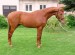 Horse_Romero-big