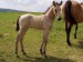 Horse_Aranka_Kinsk-big