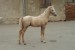 Horse_Dubaj-big