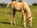 Horse_Yelou_Z_Kinsk-big
