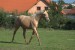 Horse_Forestgam-big