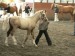 Horse_Tamaris-big
