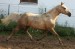 Horse_Monty_Kinsk-_3big
